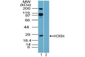 Image no. 1 for anti-Homeobox B4 (HOXB4) (AA 100-150) antibody (ABIN960213) (HOXB4 antibody  (AA 100-150))