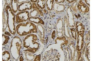ABIN6279082 at 1/100 staining Mouse kidney tissue by IHC-P. (ADAMTS1 antibody  (Internal Region))