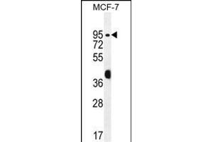 RACG Antibody (N-term) 1461a western blot analysis in MCF-7 cell line lysates (35 μg/lane). (RACGAP1 antibody  (N-Term))
