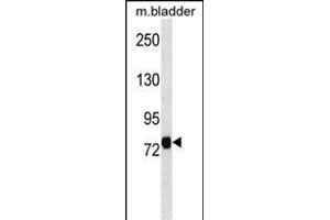 LRRC4C Antibody (Center) (ABIN1538298 and ABIN2849978) western blot analysis in mouse bladder tissue lysates (35 μg/lane). (LRRC4C antibody  (AA 316-343))