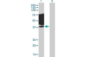 Western Blot analysis of SLAMF1 expression in transfected 293T cell line by SLAMF1 MaxPab polyclonal antibody. (SLAMF1 antibody  (AA 1-335))