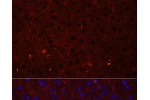 Immunofluorescence analysis of Mouse brain using GRIA2 Polyclonal Antibody at dilution of 1:50. (GRIA2 antibody)