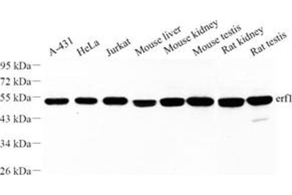 ETF1 antibody
