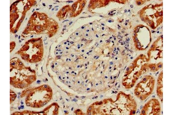 HIST2H2AC antibody  (AA 2-129)