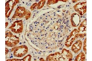 Immunohistochemistry of paraffin-embedded human kidney tissue using ABIN7155369 at dilution of 1:100
