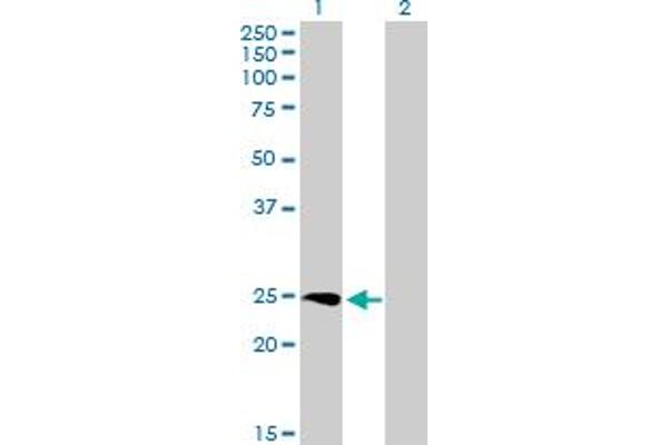 SSX3 antibody  (AA 1-188)