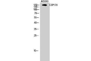 Western Blot (WB) analysis of AD293 cells using CEP170 Polyclonal Antibody. (CEP170 antibody  (Internal Region))