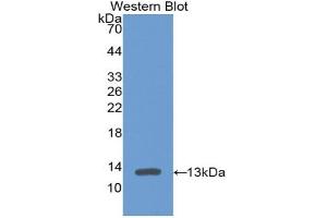 Western blot analysis of recombinant Mouse PF4.