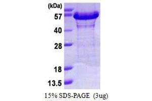 SDS-PAGE (SDS) image for Nucleosome Assembly Protein 1-Like 1 (NAP1L1) (AA 1-388) protein (His tag) (ABIN667611)