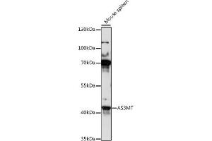 Western blot analysis of extracts of mouse spleen, using MT antibody (ABIN7265678) at 1:1000 dilution. (AS3MT antibody  (AA 216-375))