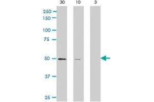 Western blot analysis of ARFGAP1 polyclonal antibody  against rat recombinant ARFGAP1 (30, 10, and 3 ng/lane, left to right) . (ARFGAP1 antibody  (C-Term))