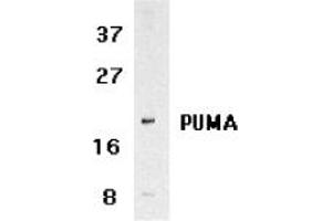 Image no. 2 for anti-BCL2 Binding Component 3 (BBC3) (C-Term) antibody (ABIN209040) (PUMA antibody  (C-Term))