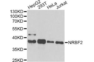 Western blot analysis of extracts of various cell lines, using NRBF2 antibody (ABIN6290681) at 1:1000 dilution.