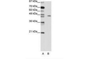 Image no. 1 for anti-MYC Induced Nuclear Antigen (MINA) (C-Term) antibody (ABIN203156)