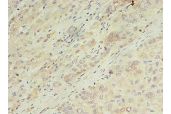 ARL14 antibody  (AA 2-192)