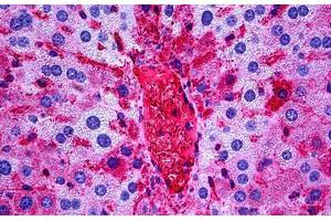 Mouse Liver: Formalin-Fixed, Paraffin-Embedded (FFPE) (APOA1 antibody)