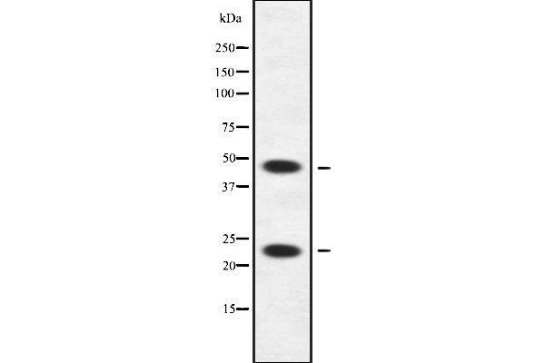 APOBEC3A/B antibody