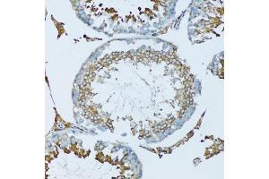 Immunohistochemistry of paraffin-embedded mouse testis using HPX antibody. (Hemopexin antibody  (AA 24-245))
