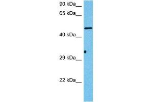 Host:  Mouse  Target Name:  HS6ST3  Sample Tissue:  Mouse Pancreas  Antibody Dilution:  1ug/ml (HS6ST3 antibody  (C-Term))