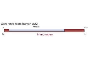 Image no. 3 for anti-JNK1/2 antibody (ABIN967454) (JNK1/2 antibody)