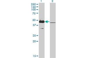 Western Blot analysis of MKRN2 expression in transfected 293T cell line by MKRN2 monoclonal antibody (M01), clone 5F8.