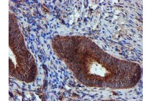 Image no. 4 for anti-Epsin 2 (EPN2) antibody (ABIN1498051) (Epsin 2 antibody)