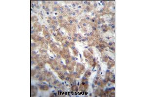 FGFRL1 Antibody (N-term) (ABIN656654 and ABIN2845895) immunohistochemistry analysis in formalin fixed and paraffin embedded human liver tissue followed by peroxidase conjugation of the secondary antibody and DAB staining. (FGFRL1 antibody  (N-Term))