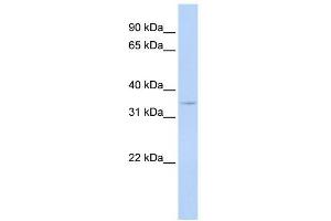 Western Blot showing CCNG1 antibody used at a concentration of 1-2 ug/ml to detect its target protein. (Cyclin G1 antibody  (N-Term))