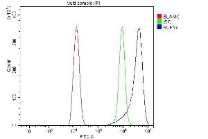 Flow Cytometry analysis of HEL cells using anti-RUFY4 antibody (ABIN7599475). (RUFY4 antibody  (AA 1-553))