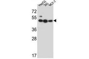 Western blot analysis of LIPJ Antibody (Center) in HepG2, 293, MCF-7 cell line lysates (35ug/lane). (LIPJ antibody  (Middle Region))