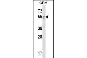 KCNA6 Antibody (N-term) (ABIN1538816 and ABIN2848827) western blot analysis in CEM cell line lysates (35 μg/lane). (Kv1.6/KCNA6 antibody  (N-Term))