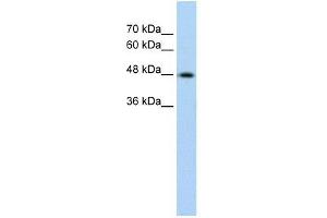 Cytokeratin 17 antibody used at 0. (KRT17 antibody  (C-Term))