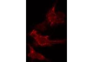 SFRS2B antibody  (Internal Region)
