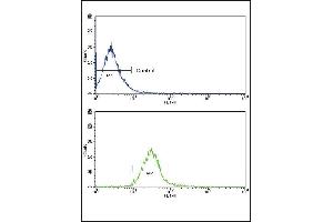 Flow cytometric analysis of NCI- cells using CCK4 (PTK7) Antibody (N-term) (bottom histogram) compared to a negative control cell (top histogram). (PTK7 antibody  (N-Term))