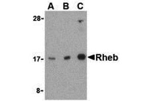Western Blotting (WB) image for anti-Ras Homolog Enriched in Brain (RHEB) (Middle Region) antibody (ABIN1031063) (RHEB antibody  (Middle Region))