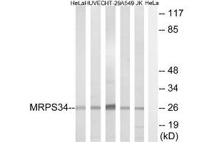 Western Blotting (WB) image for anti-Mitochondrial Ribosomal Protein S34 (MRPS34) (C-Term) antibody (ABIN1851565) (MRPS34 antibody  (C-Term))