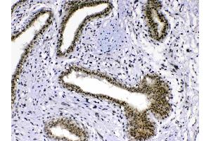 Immunohistochemistry (IHC) image for anti-Mediator Complex Subunit 18 (MED18) (AA 1-208) antibody (ABIN5519036)