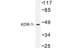 Image no. 1 for anti-Opioid Receptor, kappa 1 (OPRK1) antibody (ABIN317765) (OPRK1 antibody)
