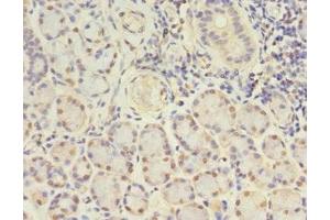 Immunohistochemistry of paraffin-embedded human pancreatic tissue using ABIN7153621 at dilution of 1:100