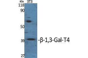 Western Blotting (WB) image for anti-UDP-Gal:betaGlcNAc beta 1,3-Galactosyltransferase, Polypeptide 4 (B3GALT4) (Internal Region) antibody (ABIN3180957) (B3GALT4 antibody  (Internal Region))