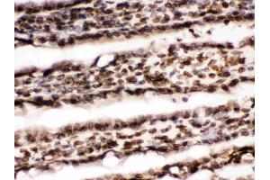 Immunohistochemistry (IHC) image for anti-Lamin B1 (LMNB1) (AA 266-583) antibody (ABIN3042505)