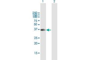 Western Blot analysis of SFTPB expression in transfected 293T cell line by SFTPB MaxPab polyclonal antibody. (SFTPB antibody  (AA 1-381))
