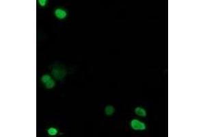Image no. 1 for anti-Chromosome 20 Open Reading Frame 43 (C20orf43) antibody (ABIN1497039) (C20orf43 antibody)