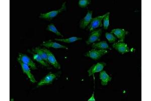 Immunofluorescent analysis of Hela cells using ABIN7149026 at dilution of 1:100 and Alexa Fluor 488-congugated AffiniPure Goat Anti-Rabbit IgG(H+L) (ATG4C antibody  (AA 419-448))