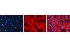 Rabbit Anti-DIABLO Antibody  AV Formalin Fixed Paraffin Embedded Tissue: Human heart Tissue Observed Staining: Cytoplasmic Primary Antibody Concentration: 1:100 Other Working Concentrations: N/A Secondary Antibody: Donkey anti-Rabbit-Cy3 Secondary Antibody Concentration: 1:200 Magnification: 20X Exposure Time: 0. (DIABLO antibody  (C-Term))