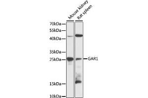 Western blot analysis of extracts of various cell lines, using G antibody (ABIN6132417, ABIN6140961, ABIN6140962 and ABIN6216489) at 1:3000 dilution. (GAR1 antibody  (AA 60-170))