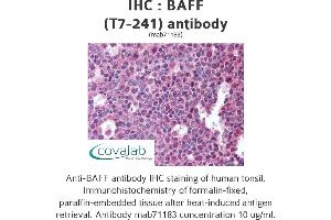 Image no. 1 for anti-Tumor Necrosis Factor (Ligand) Superfamily, Member 13b (TNFSF13B) antibody (ABIN1724021) (BAFF antibody)