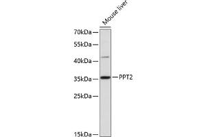 Western blot analysis of extracts of mouse liver, using PPT2 antibody (ABIN6129312, ABIN6146118, ABIN6146119 and ABIN6215860) at 1:3000 dilution. (PPT2 antibody  (AA 28-302))