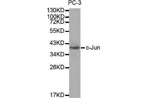 Western blot analysis of extracts of PC3 cells, using c-Jun antibody. (C-JUN antibody  (AA 1-70))