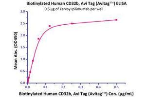 Immobilized Yervoy Ipilimumab at 5 μg/mL (100 µl/well),can bind Biotinylated Human Fc gamma RIIB / CD32b (Cat# CDB-H82E0) with a linear range of 2-62 ng/mL. (FCGR2B Protein (AA 46-217) (His tag,AVI tag,Biotin))